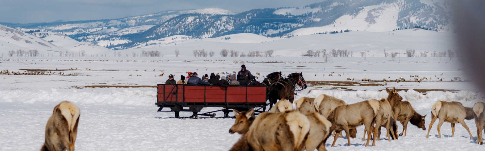 People in a horse-drawn sleigh travel through a snowy landscape with grazing elk nearby.