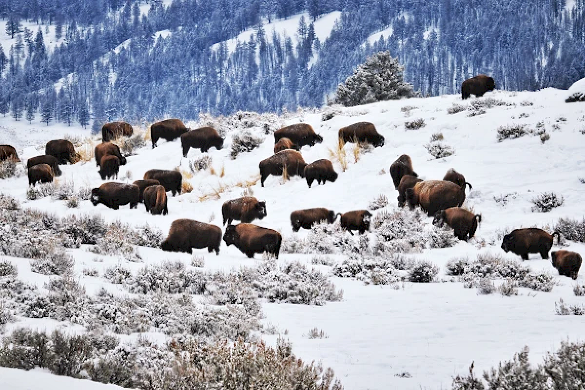 A herd of bison grazes on a snow-covered landscape, with trees in the background, under a clear winter sky.