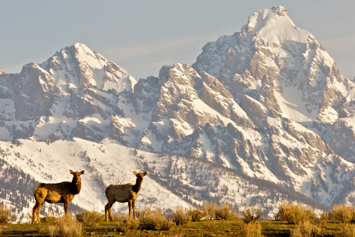 Two elk stand in front of snow-covered mountains, possibly the Tetons, under a clear sky.